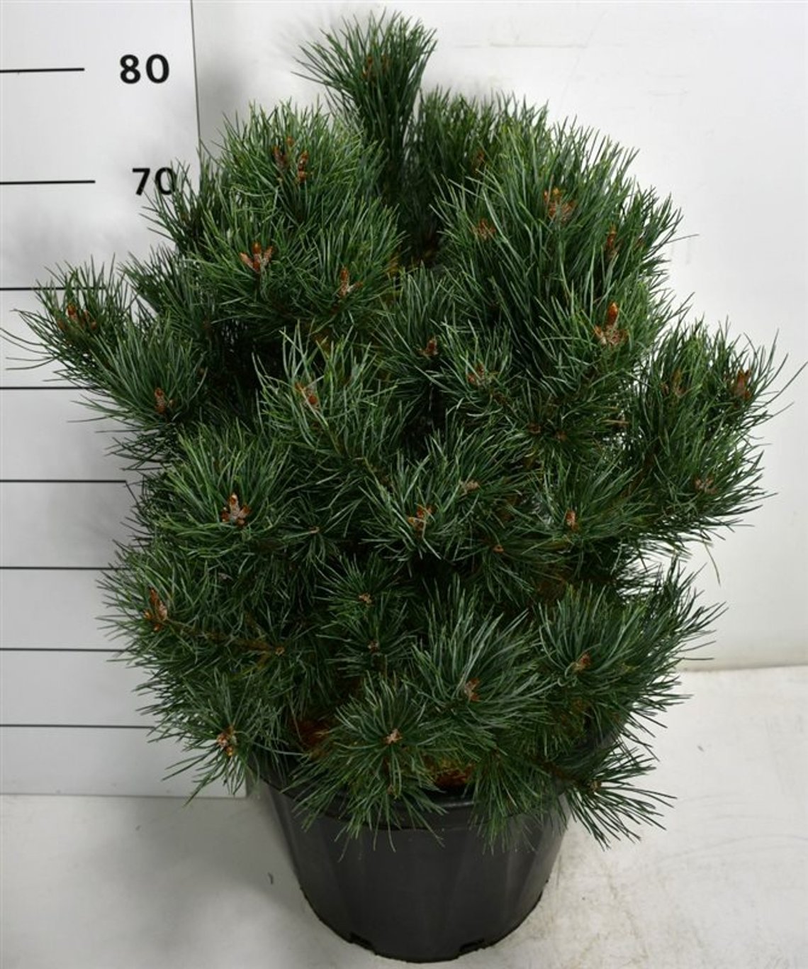 Pinus sylv. 'Watereri' - C25 50-60 CM
